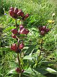 gentiana purpurea